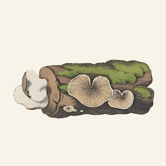 Bracket Fungus: Nature’s Timeless Architecture