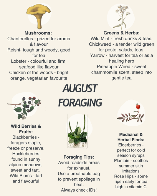 August foraging guide for the PNW with vintage illustrations of local plants and herbs