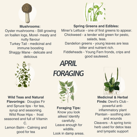 April Foraging in the PNW: Wild Edibles, Mushrooms & Spring Remedies