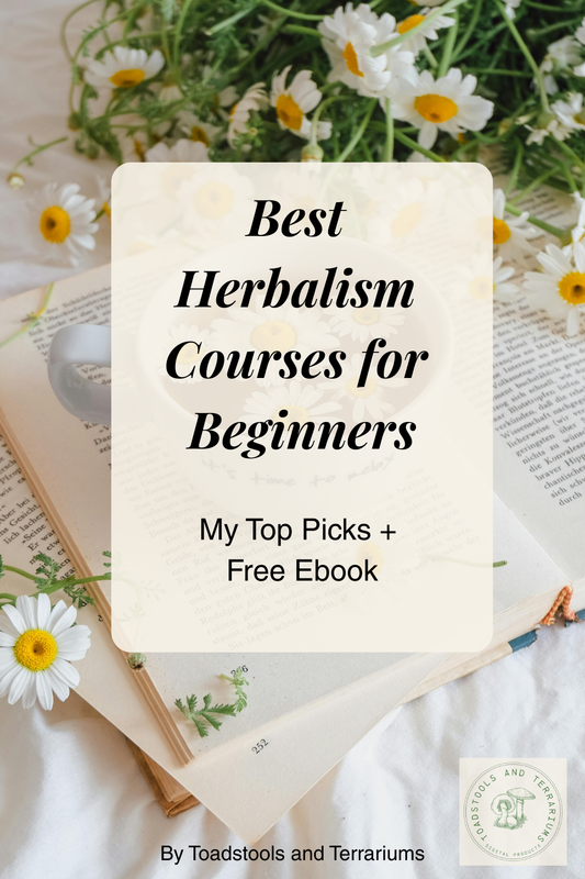 Herbs and books featuring a blog post on the best herbalism courses for beginners.
