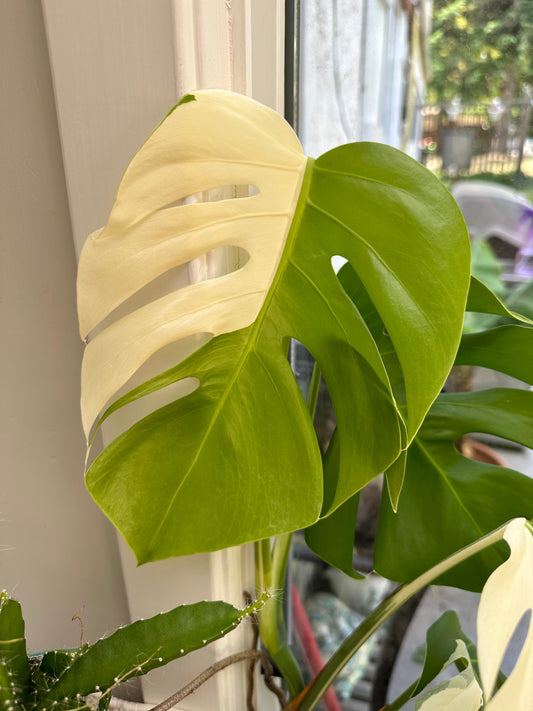 Thriving Together: My Journey with Variegated Monstera Albo