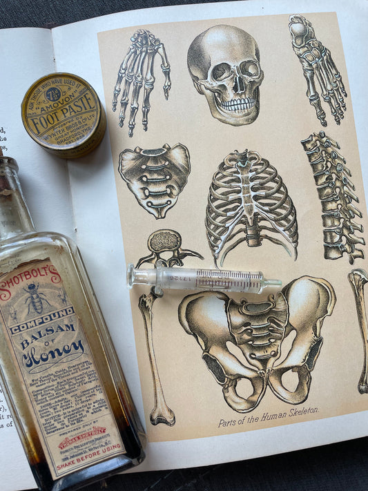 ✨ Why and How I Curate Antique Illustrations From Forgotten Pages to Digital Treasures: A Journey Through Time and Nature