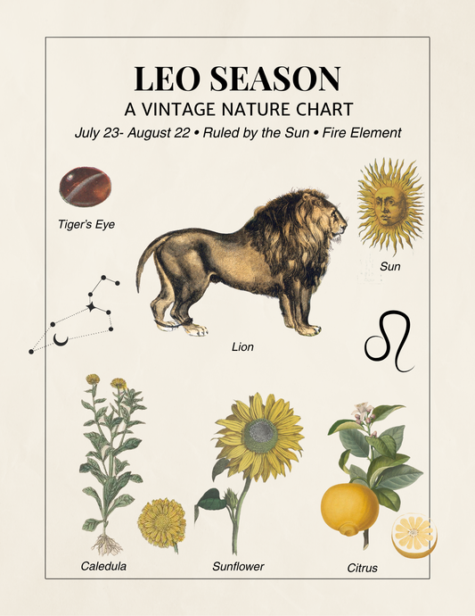 Nature charge for Leo zodiac sign with vintage illustrations of a lion, sunflower, tiger's eye stone, lemons.
