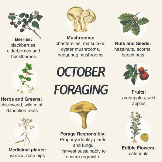 October Foraging in the Pacific Northwest: Autumn’s Bounty Awaits