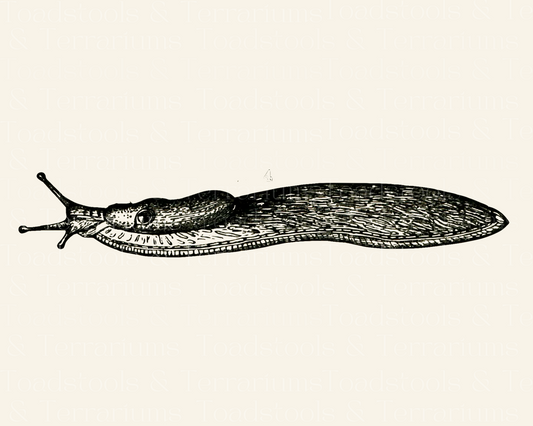 Free Download: Vintage Slug Illustration