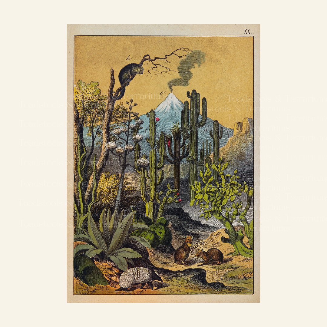 Vintage desert scene with cacti, armadillo, mountains and other desert flora and fauna.