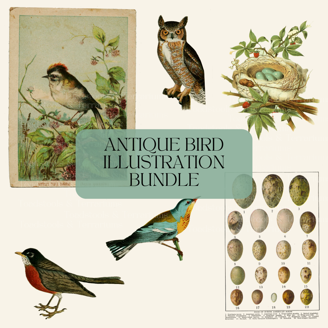 Collection of antique bird illustrations and digital ephemera. Mostly Victorian era. Includes bird postcard, owl, nest, songbirds and egg diagram poster. All for digital download.
