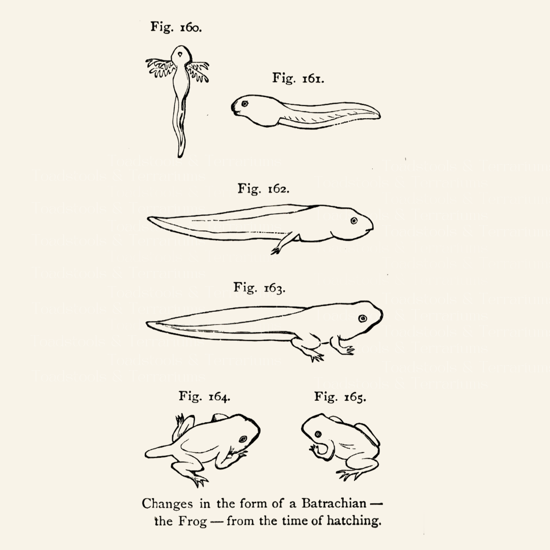 Vintage Frog Lifecycle Illustration - Digital Download | 1865 Natural History Art | High-Resolution PNG (600 DPI)