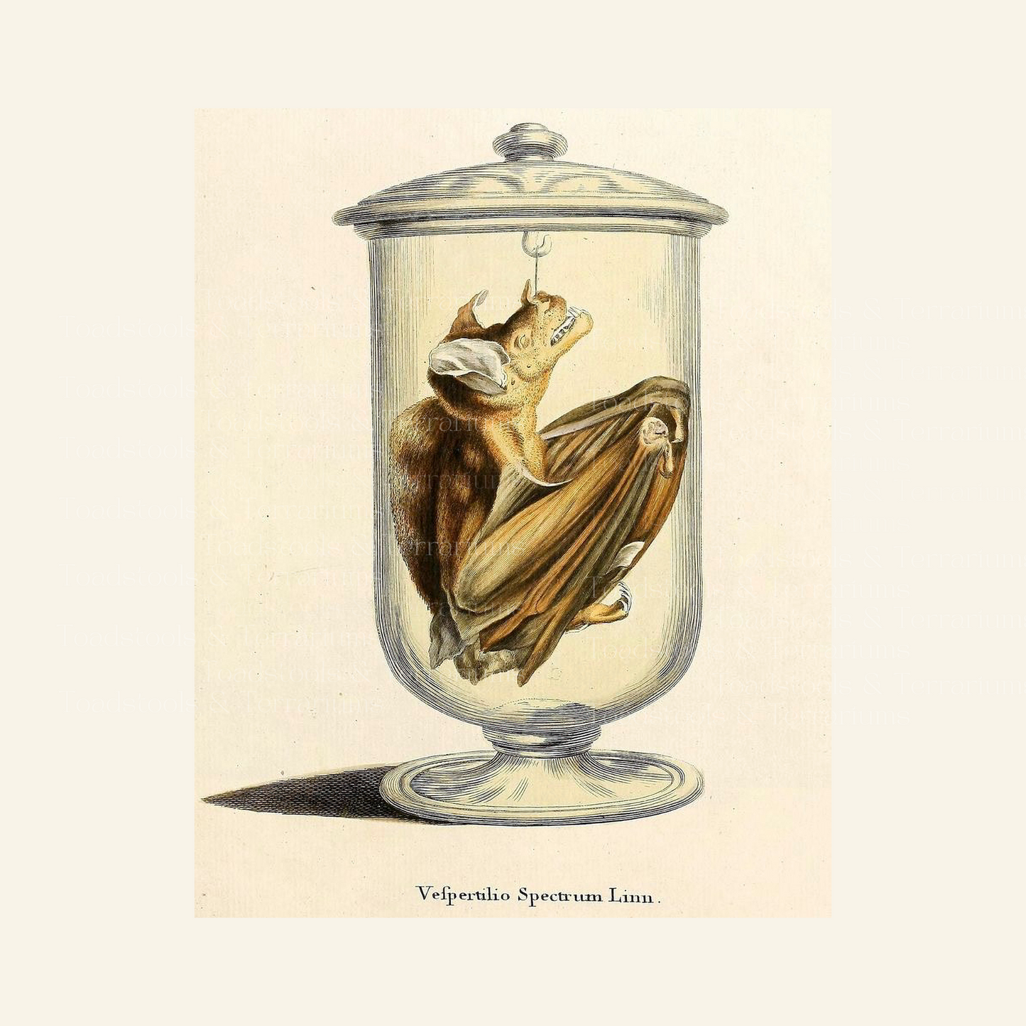 Vintage Bat in Specimen Jar | Gothic Antique Illustration | Digital Download PNG & JPG