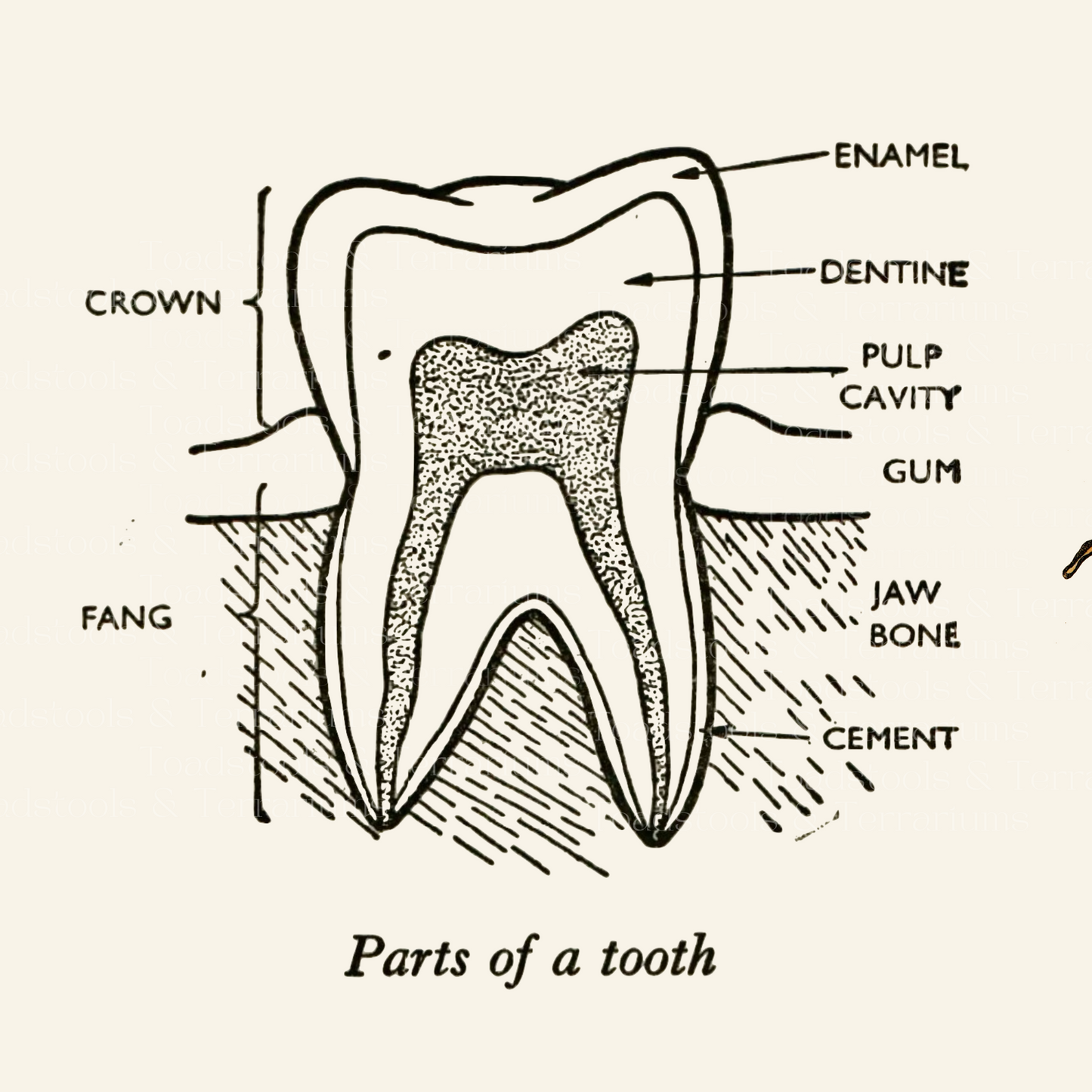 Vintage Tooth Diagram Digital Download - Dental Clipart - Antique Black and White Illustration - Printable Dental Art