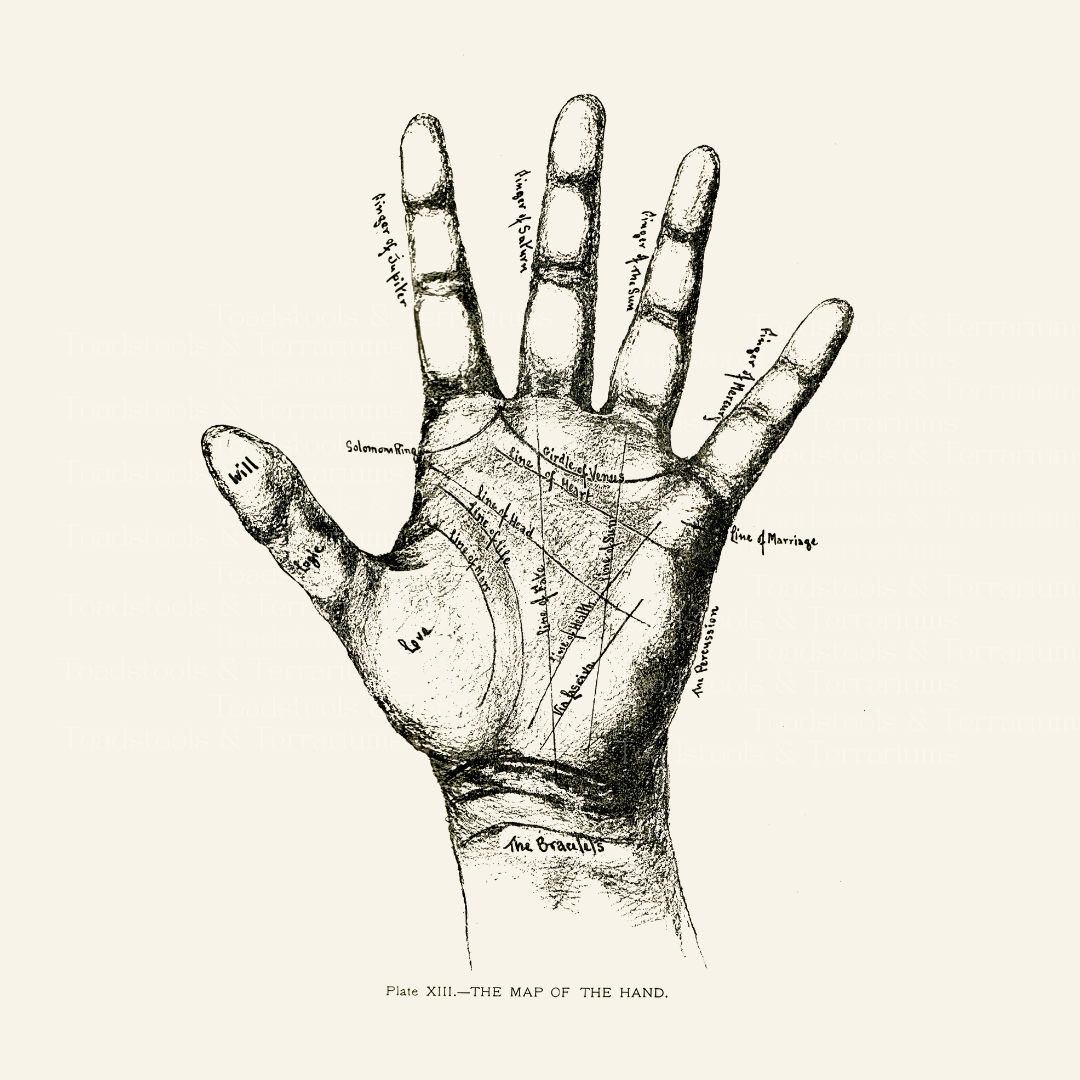 Palmistry Hand Image - Antique Occult Spirituality Illustration - DIGITAL DOWNLOAD