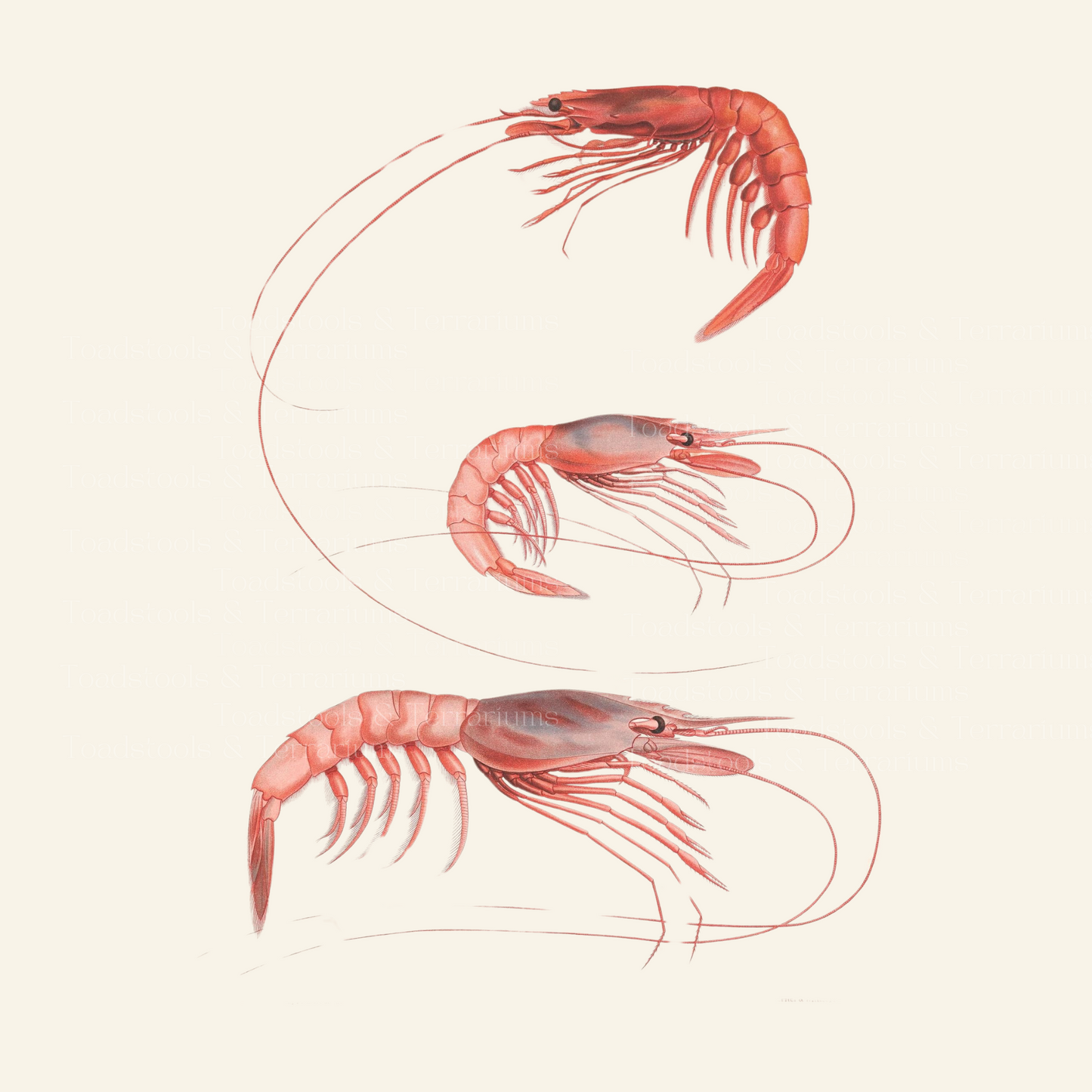 Antique Shrimp Illustration (1889) | Digital Download