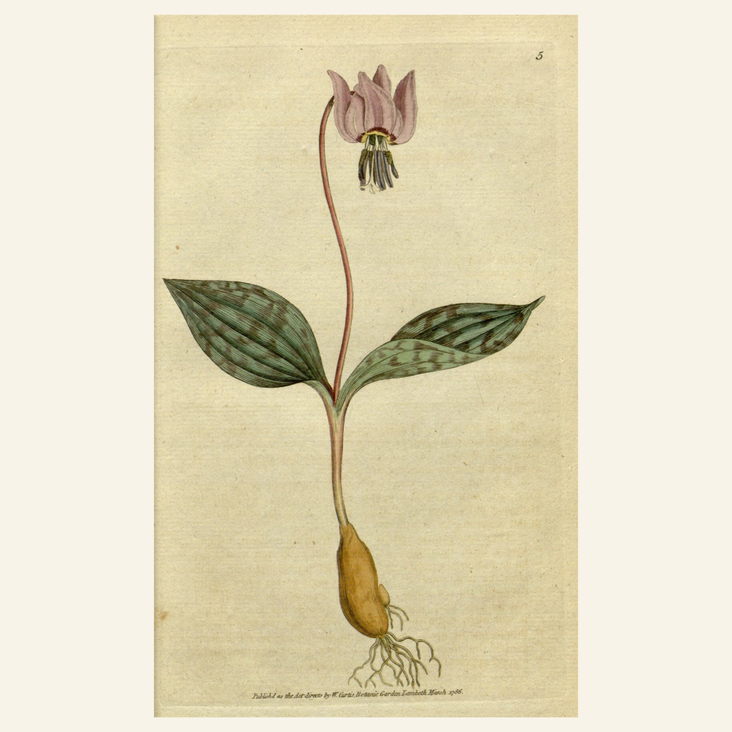 Vintage Fawn Lily Illustration | Antique Botanical PNG & JPG | Woodland Flower Clipart