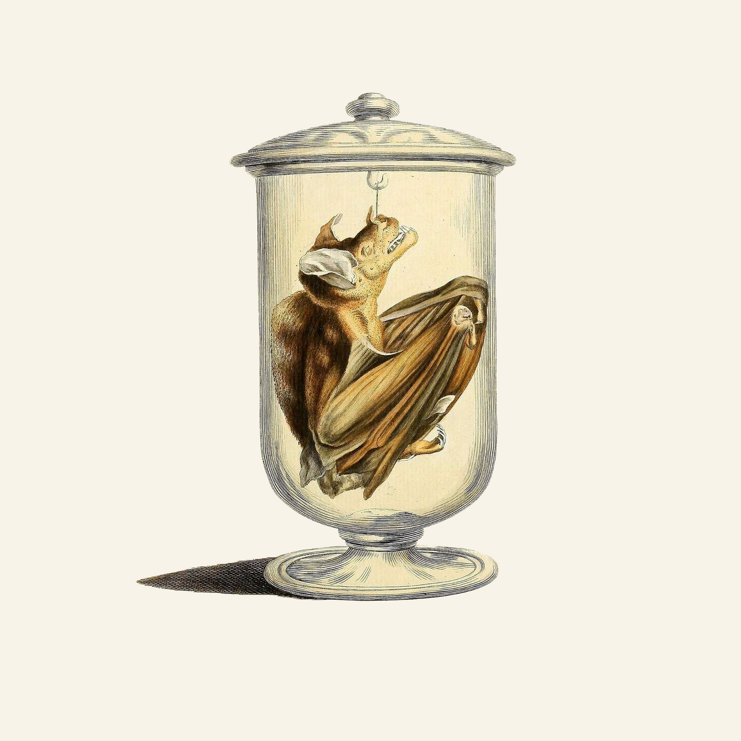 Vintage Bat in Specimen Jar | Gothic Antique Illustration | Digital Download PNG & JPG