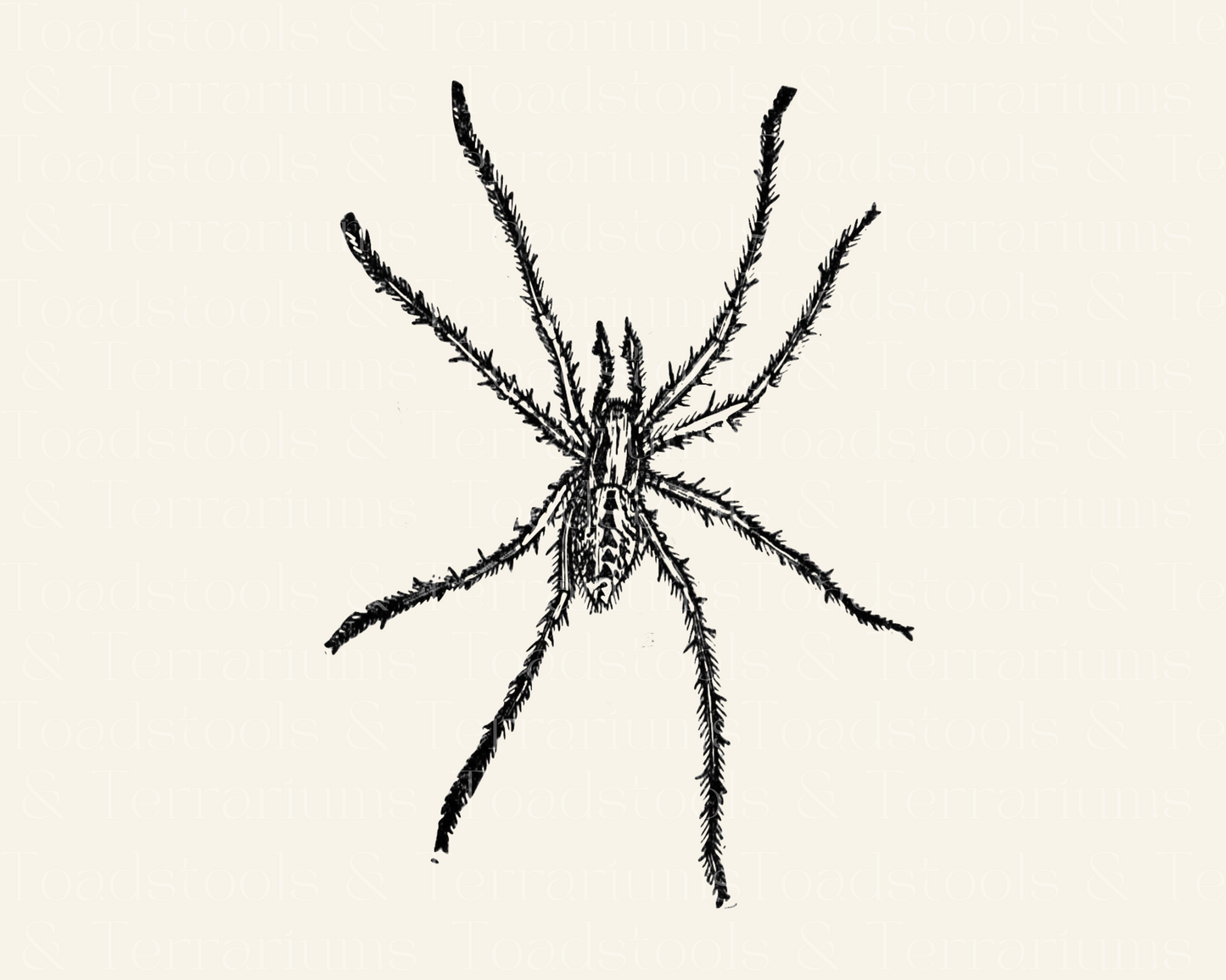 Vintage Spider Illustration - from 1919 - DIGITAL DOWNLOAD for Scrapbooking and Crafts