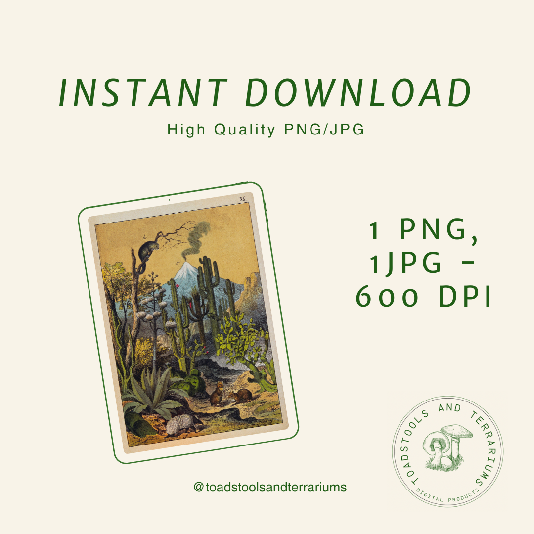 Antique Desert Scene Illustration - Vintage Postcard Art | Digital Download | High-Resolution PNG & JPG