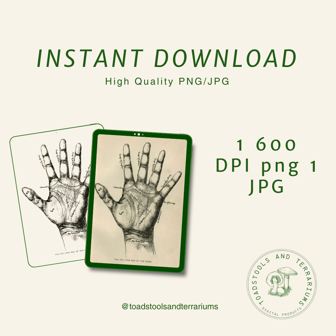 Palmistry Hand Image - Antique Occult Spirituality Illustration - DIGITAL DOWNLOAD