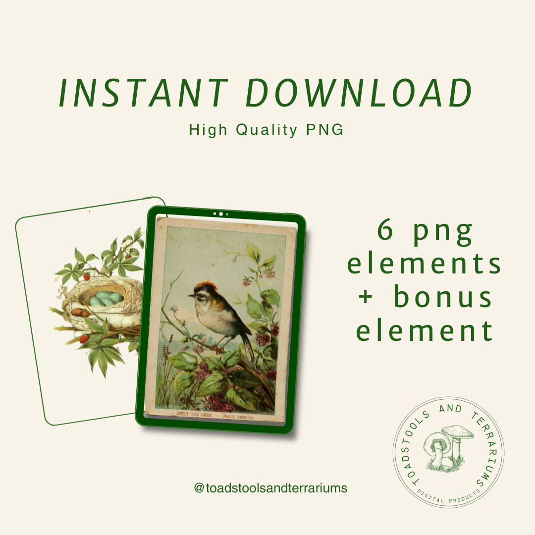 Antique Bird Illustration Bundle - Digital Download | Vintage Victorian Birds, Songbirds, Owl, Nest, and Egg Art in PNG