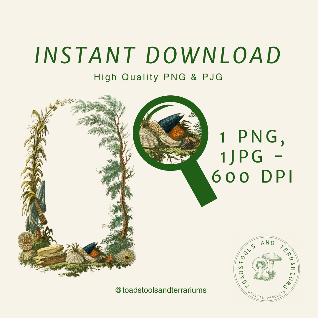 Vintage Beach Botanical Border - Antique Illustration | 1847 | Digital Download | High-Resolution PNG & JPG