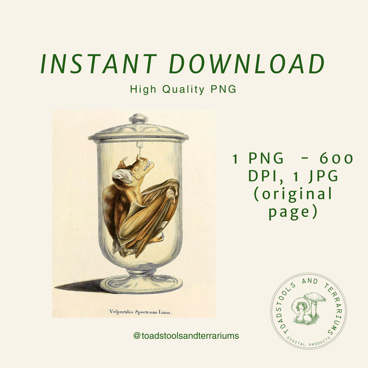 Vintage Bat in Specimen Jar | Gothic Antique Illustration | Digital Download PNG & JPG