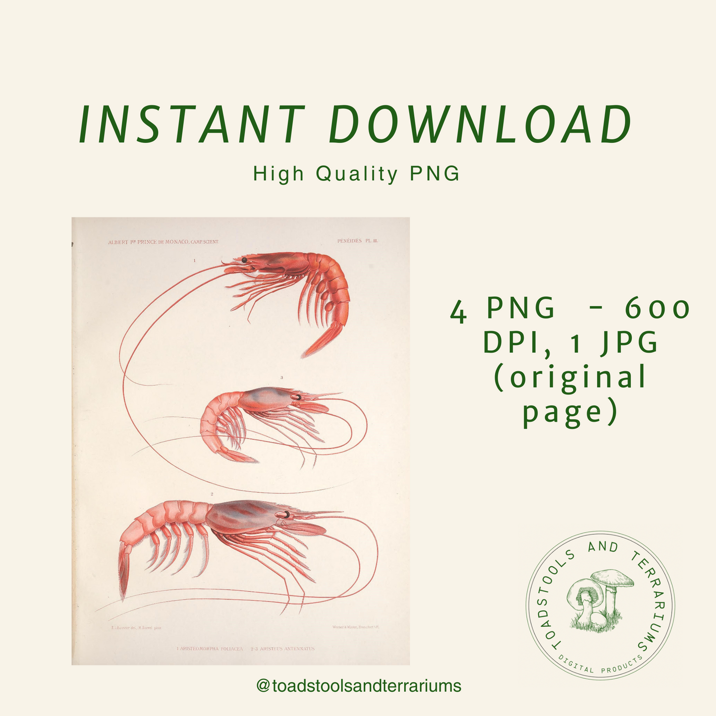 Antique Shrimp Illustration (1889) | Digital Download