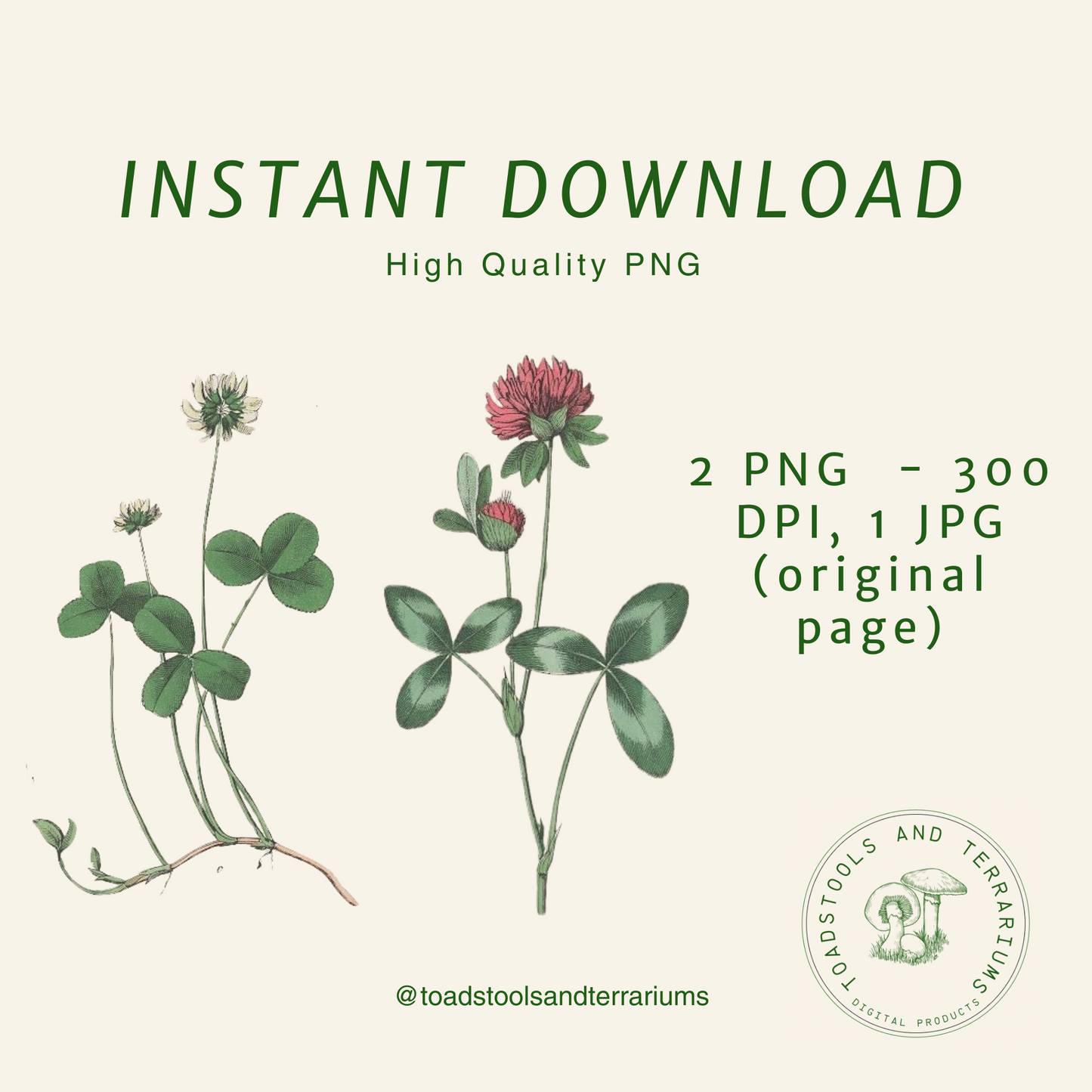 Vintage Red & White Clover Illustration | Botanical PNG Files | Digital Download
