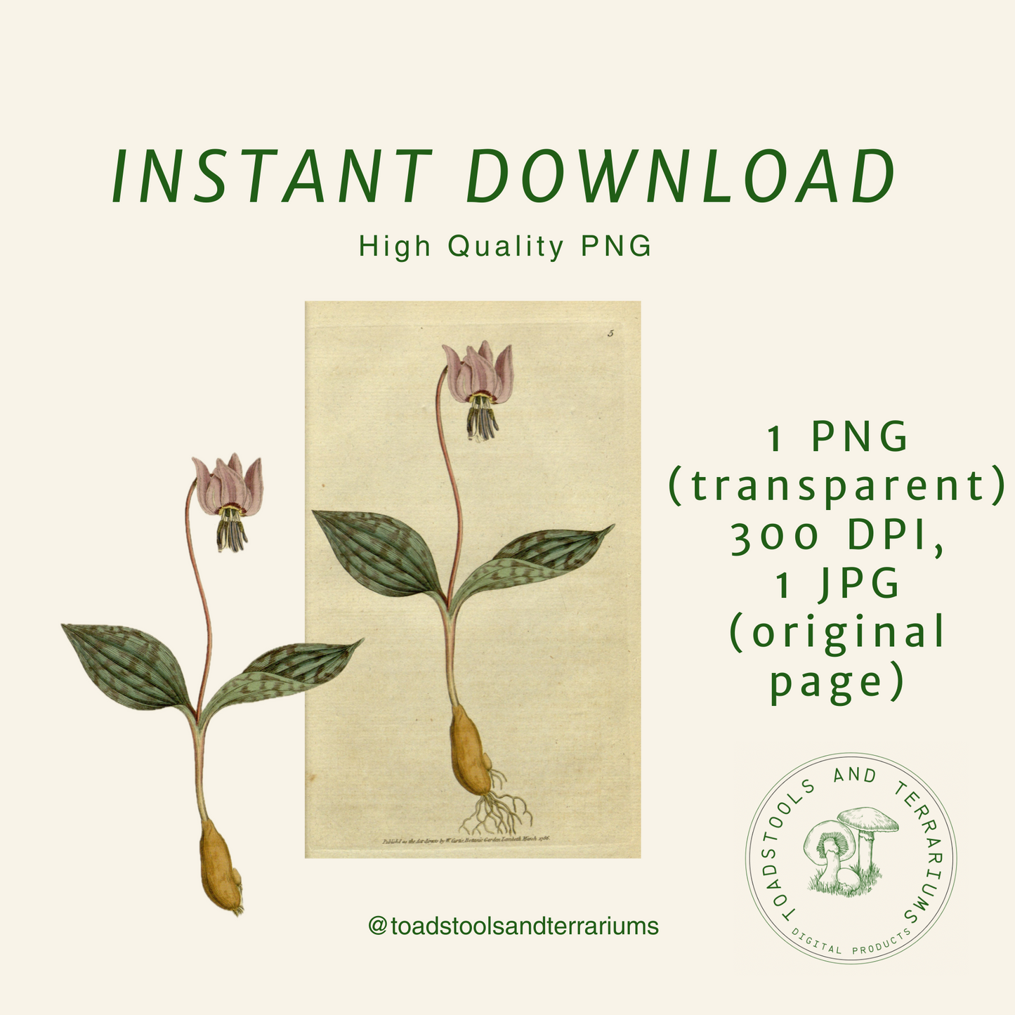 Vintage Fawn Lily Illustration | Antique Botanical PNG & JPG | Woodland Flower Clipart