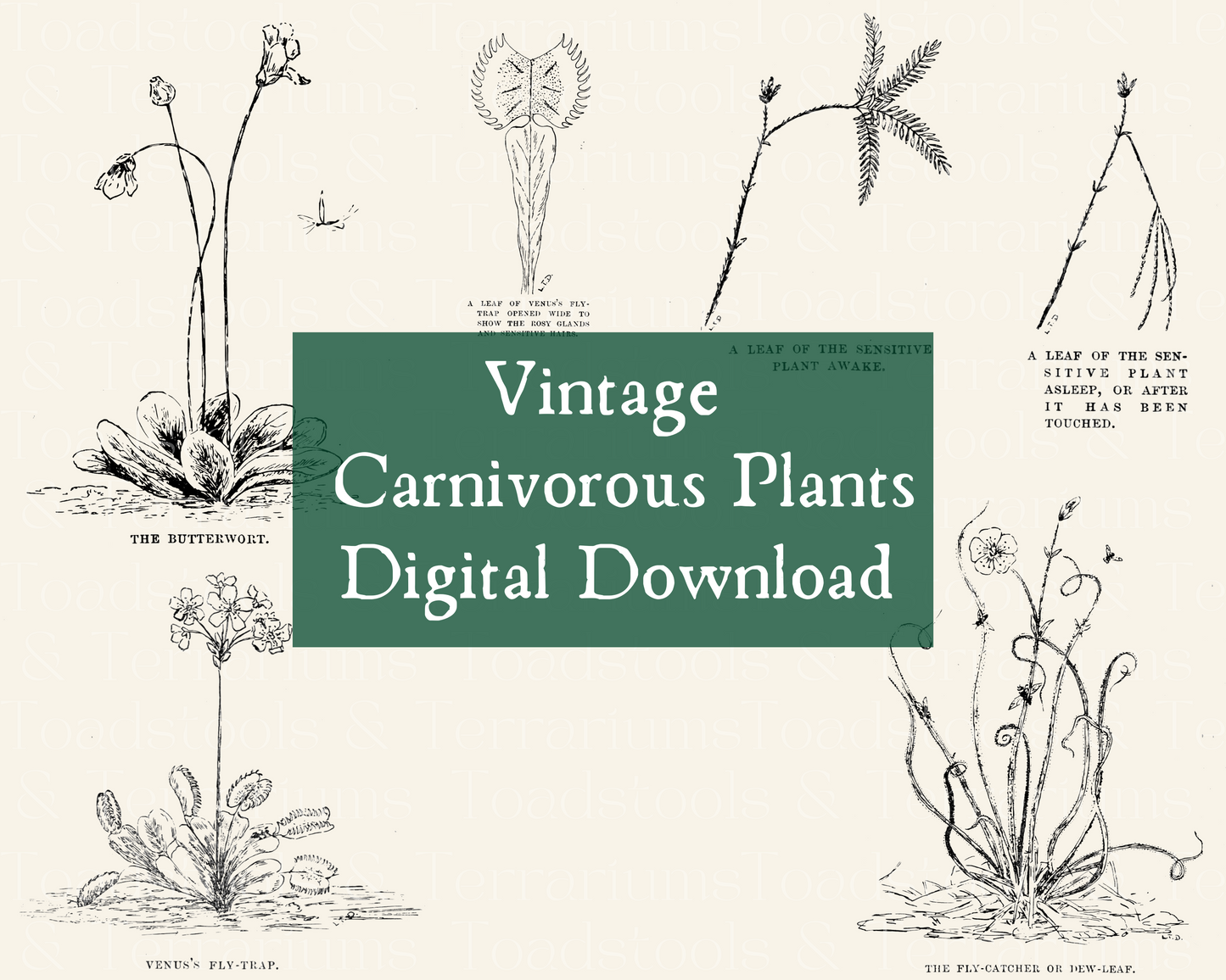 Venus Flytrap Carnivorous Plants Vintage Illustration Bundle - from 1918 - DIGITAL DOWNLOAD for Scrapbooking and Crafts for Scrapbooking and Crafts