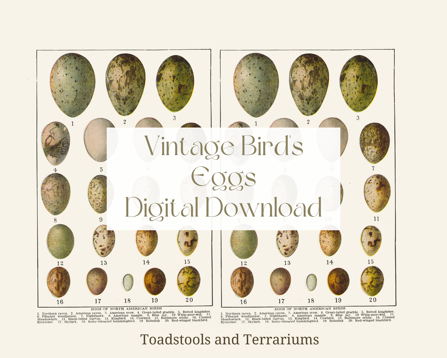 Vintage Bird's Eggs of North America Illustrations - from 1919 - DIGITAL DOWNLOAD for Scrapbooking and Crafts
