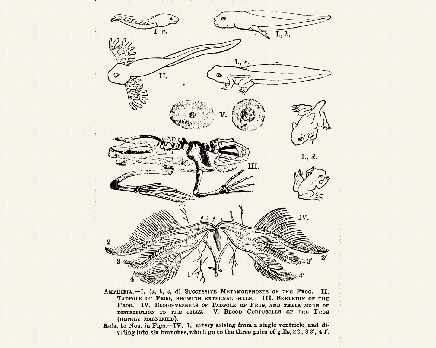 Scientific Diagram Bundle from Antique Book Illustrations - Moth and Frog Life Cycle, Solar System Model