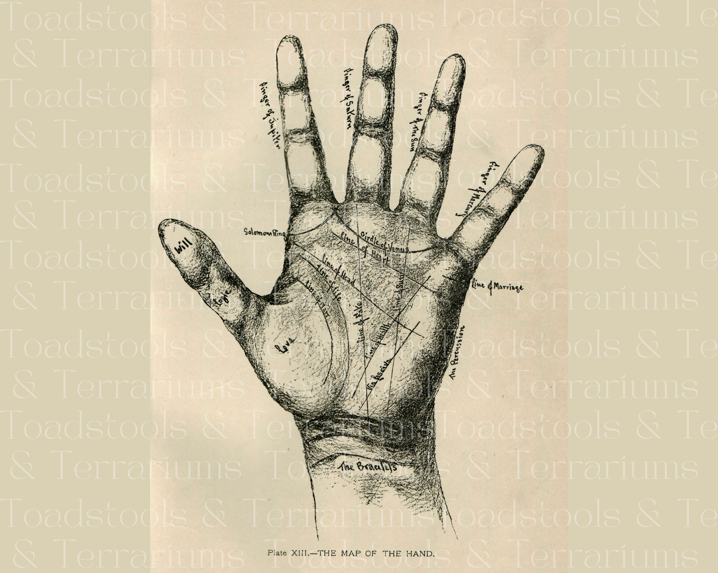 Palmistry Hand Image - Antique Occult Spirituality Illustration - DIGITAL DOWNLOAD