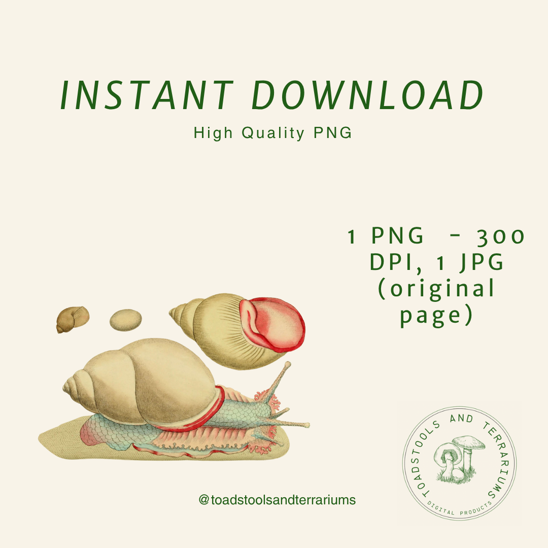 Snail digital design elements for webpages