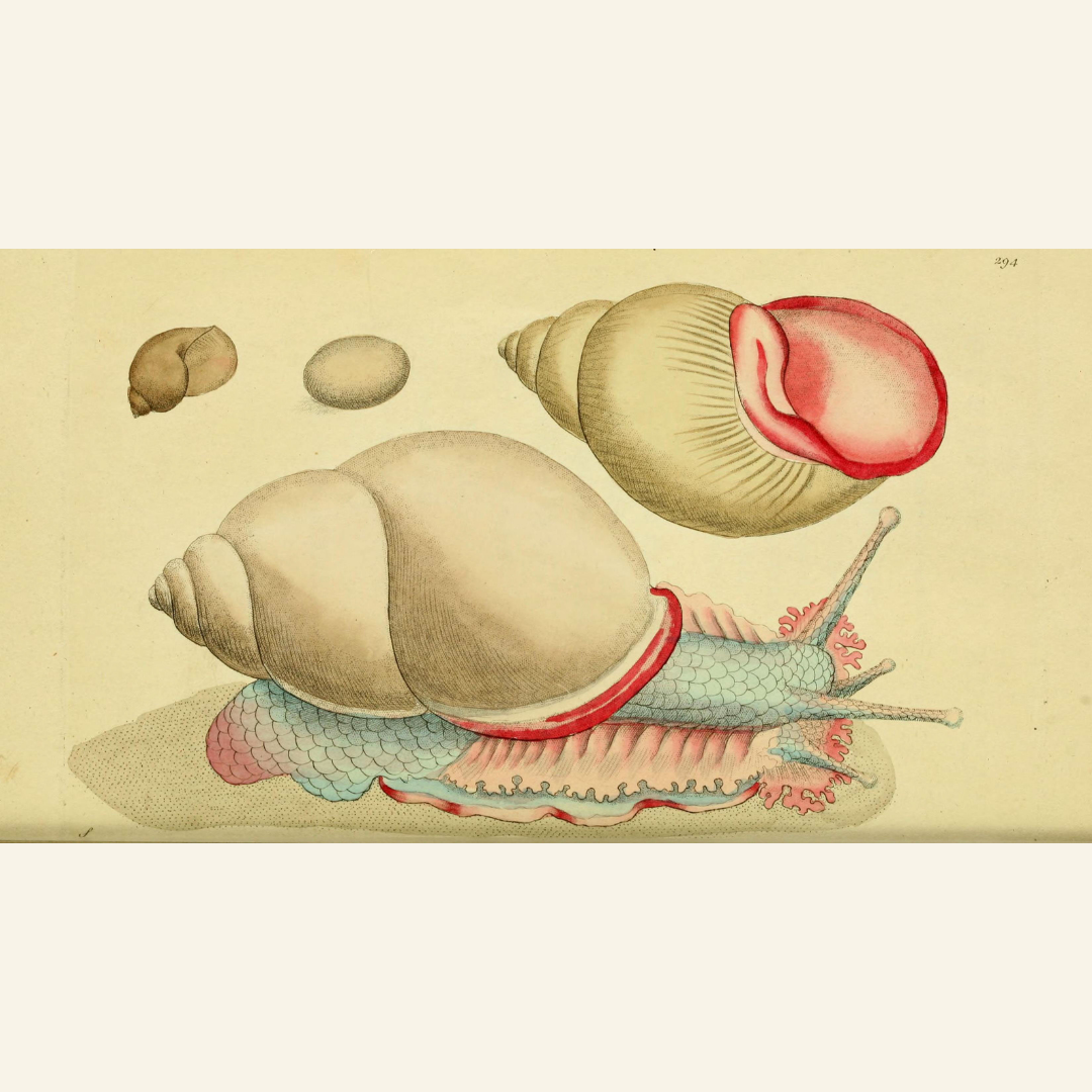 Vintage snail illustration in pastel colours on original book page. JPG format for digital design.