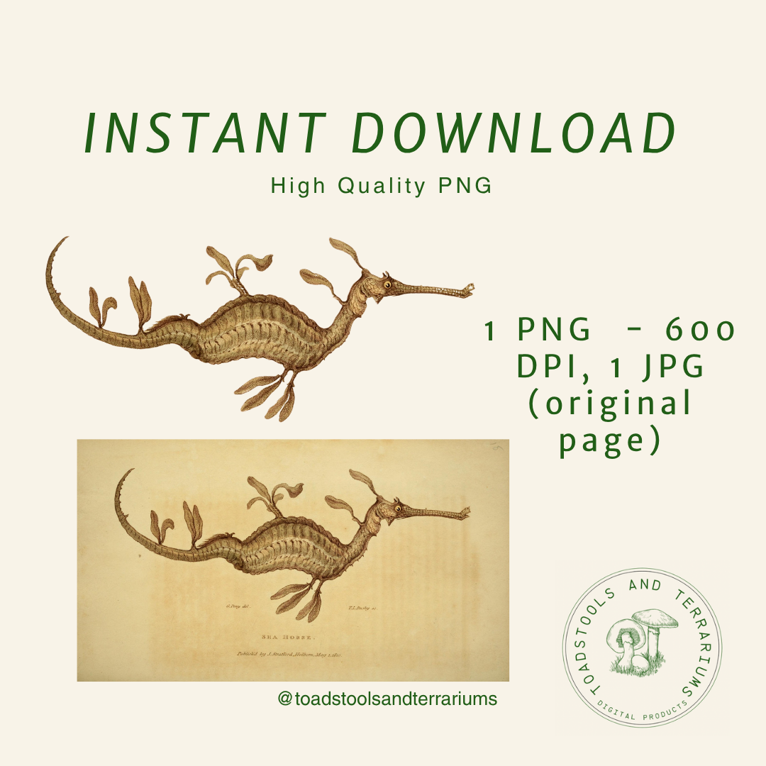 Antique Sea Dragon / Sea Horse Illustration – PNG + JPG | Marine Mythical Creature Clipart