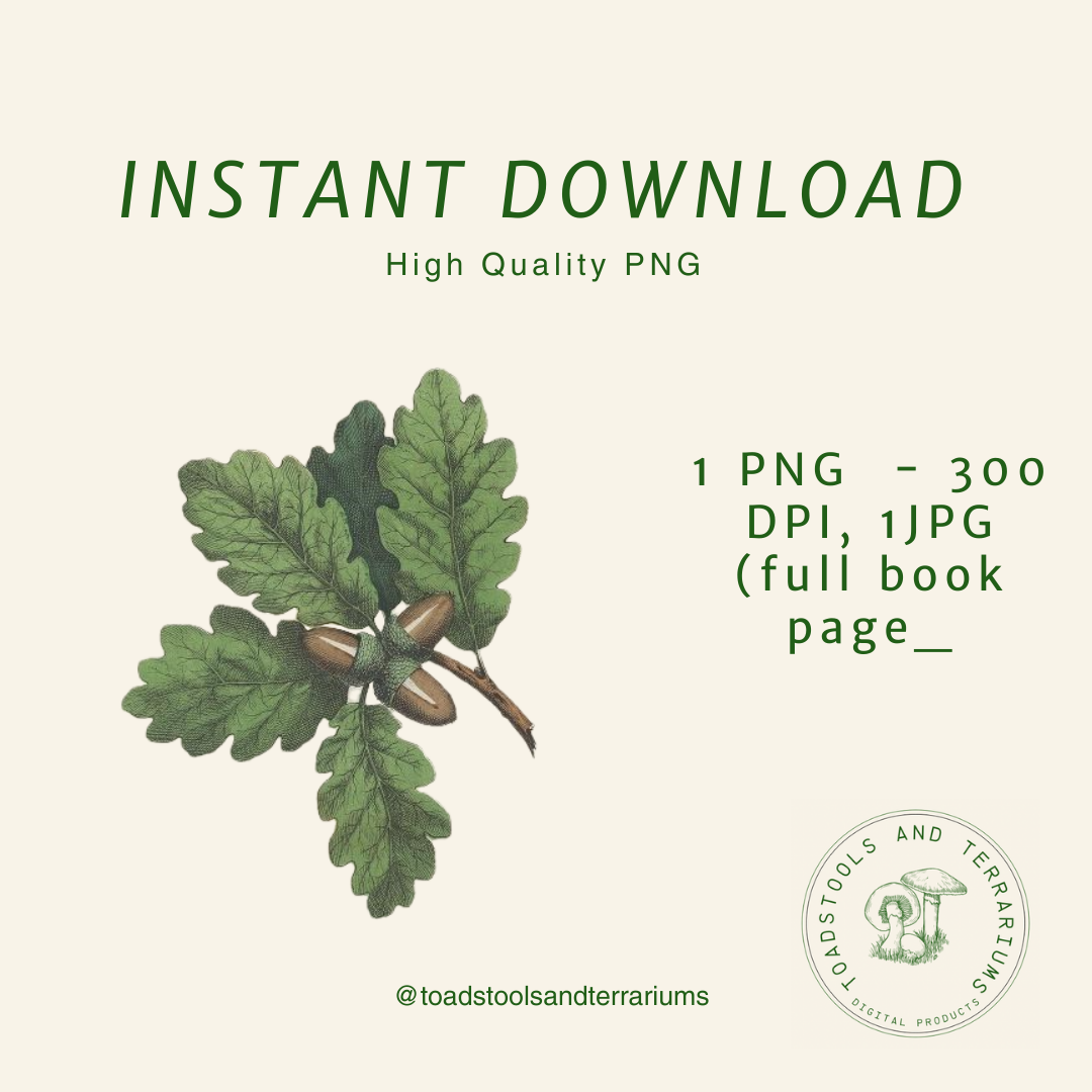 Oak Branch with Acorn – Antique Botanical Illustration | Digital Download in JPG & PNG (300 DPI)