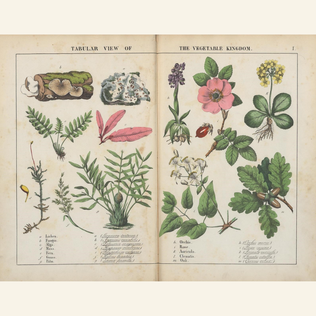 Oak Branch with Acorn – Antique Botanical Illustration | Digital Download in JPG & PNG (300 DPI)
