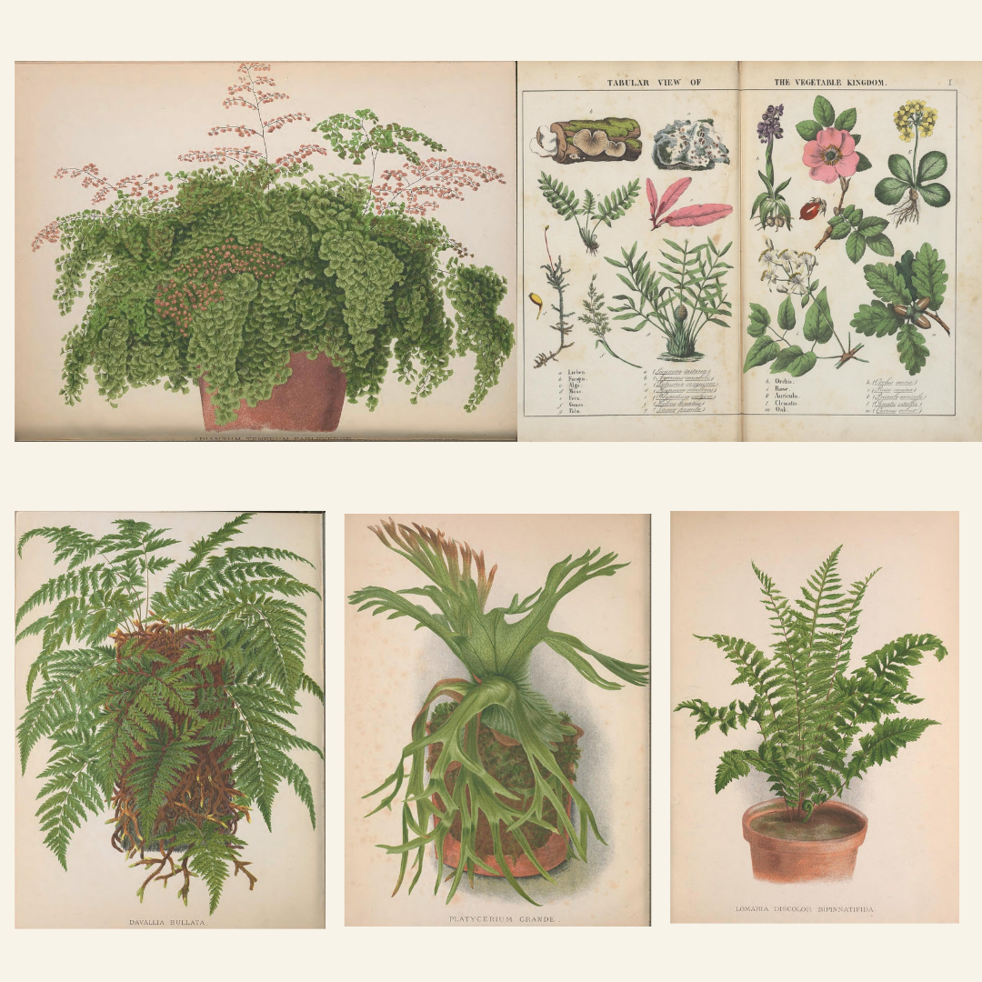 European Ferns Bundle – Antique Botanical Illustrations | 5 Fern Prints + Ornate Cover | Digital Download in JPG & PNG (300 DPI)