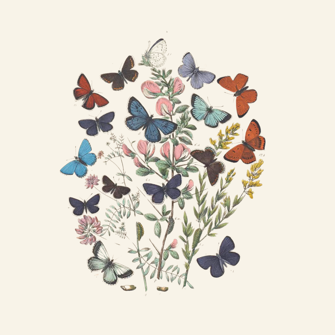 Antique Butterfly & Flower Illustrations – 2 Colorful PNGs + JPGs | Vintage Natural History Clipart