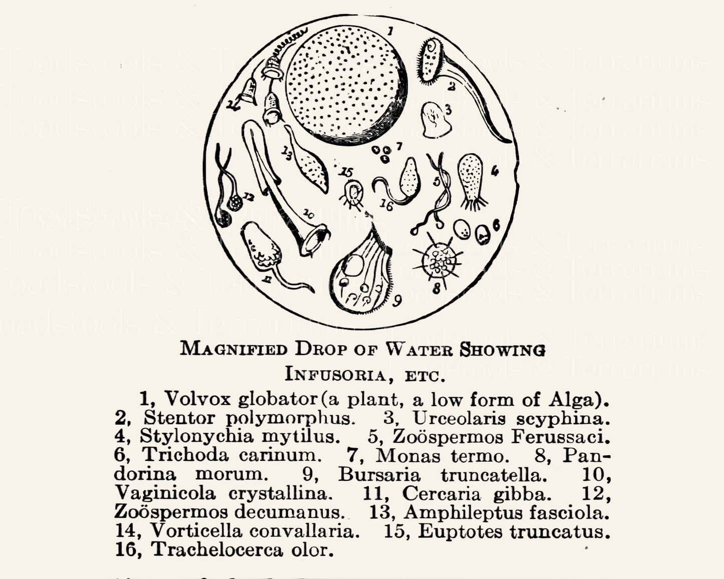 Scientific Diagram Bundle from Antique Book Illustrations - Moth and Frog Life Cycle, Solar System Model