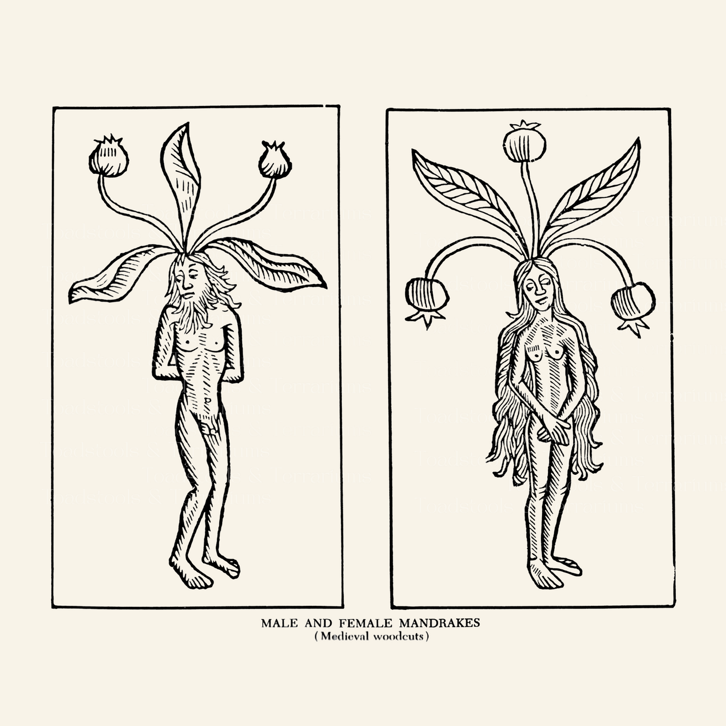 Male and Female Mandrake Illustration - Medieval Woodcut Digital Download