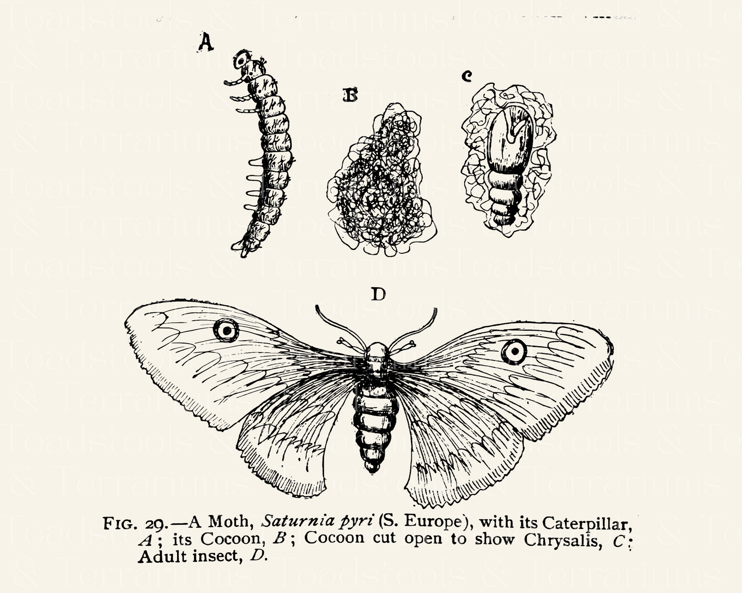 Scientific Diagram Bundle from Antique Book Illustrations - Moth and Frog Life Cycle, Solar System Model