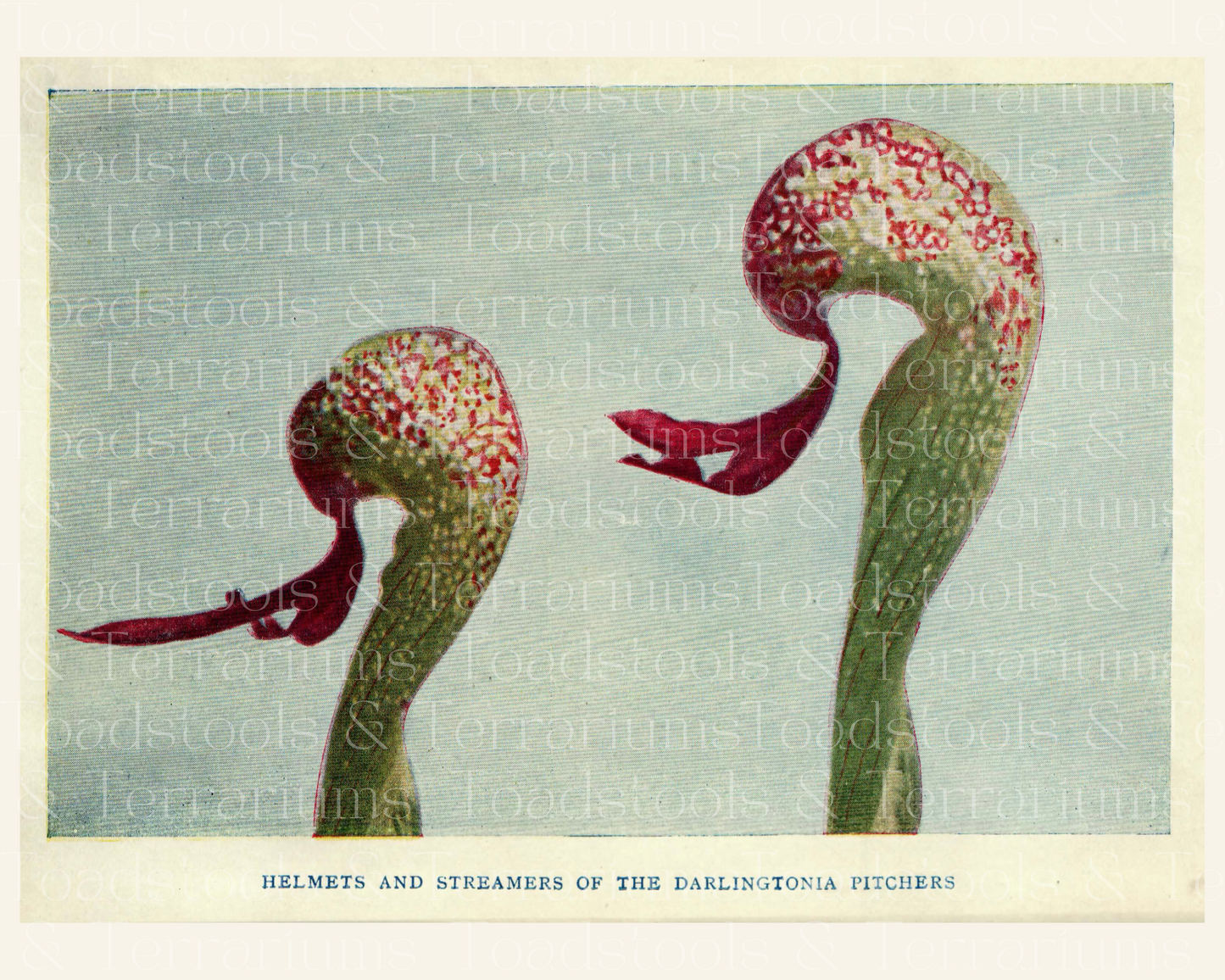 Venus Flytrap Carnivorous Plants Vintage Illustration Bundle - from 1918 - DIGITAL DOWNLOAD for Scrapbooking and Crafts for Scrapbooking and Crafts