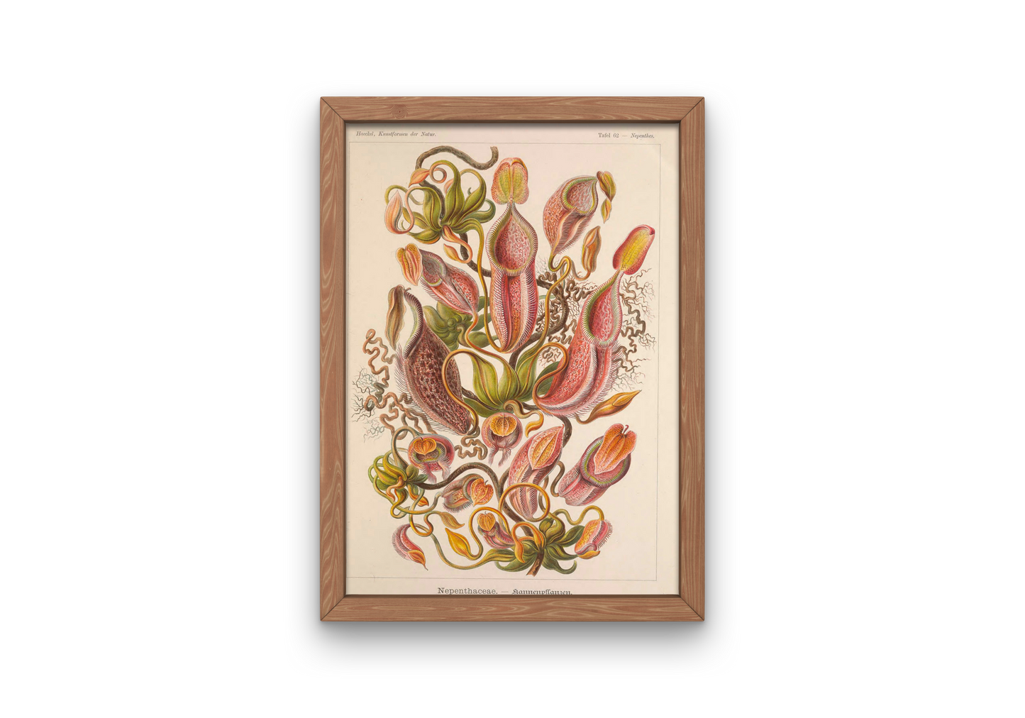 Framed botanical illustration of a carnivorous plant on a white background
