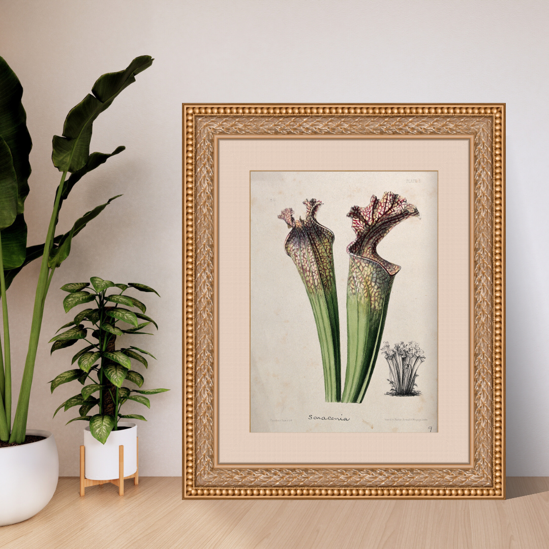Vintage Carnivorous Plants Clipart | Antique Nepenthes &; Sarracenia Illustrations | Botanical PNG &; JPG Bundle