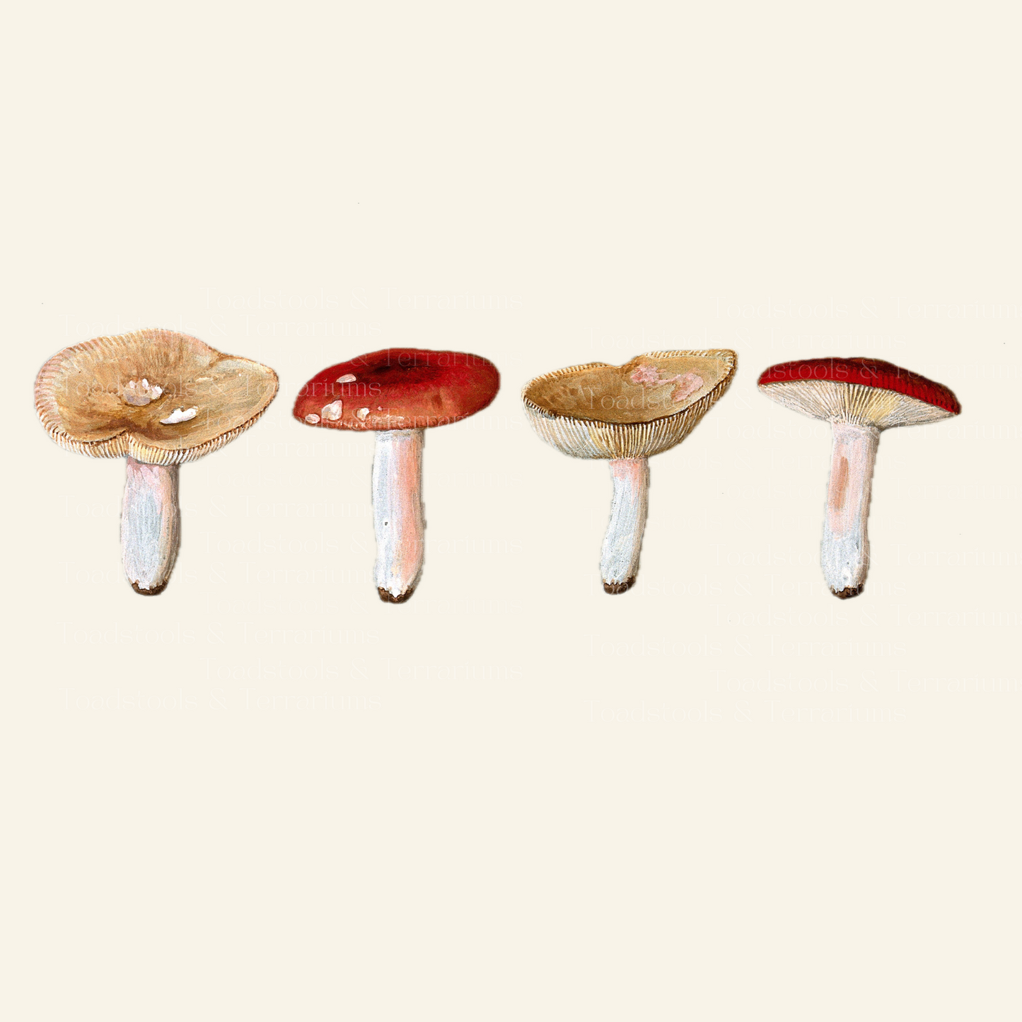 Vintage Sickener Fungus Illustration - 1895 Digital Download