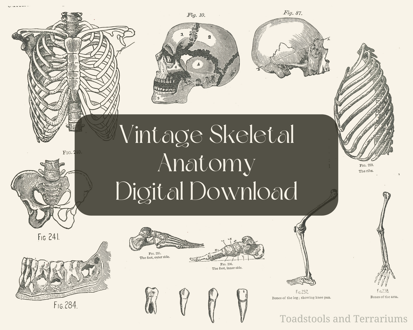 Vintage Skeletal Anatomy Illustrations - from 1900 - DIGITAL DOWNLOAD for Scrapbooking and Crafts