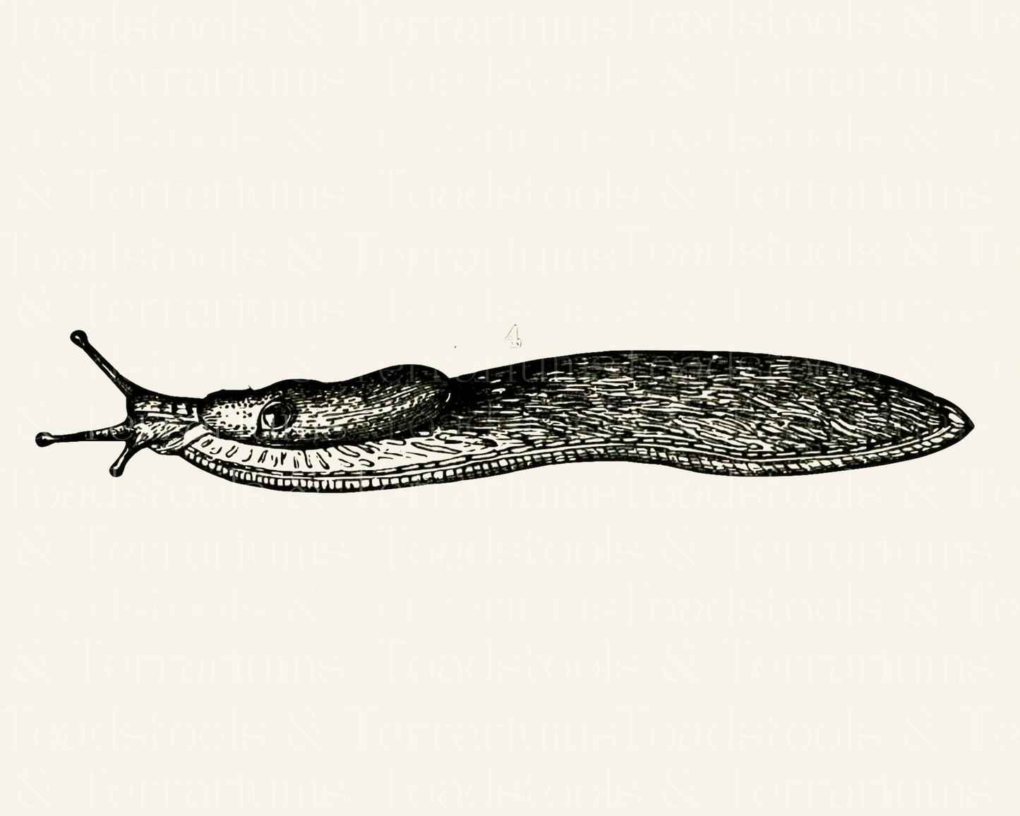 Vintage Slug Illustration DIGITAL DOWNLOAD for Printing and Crafts