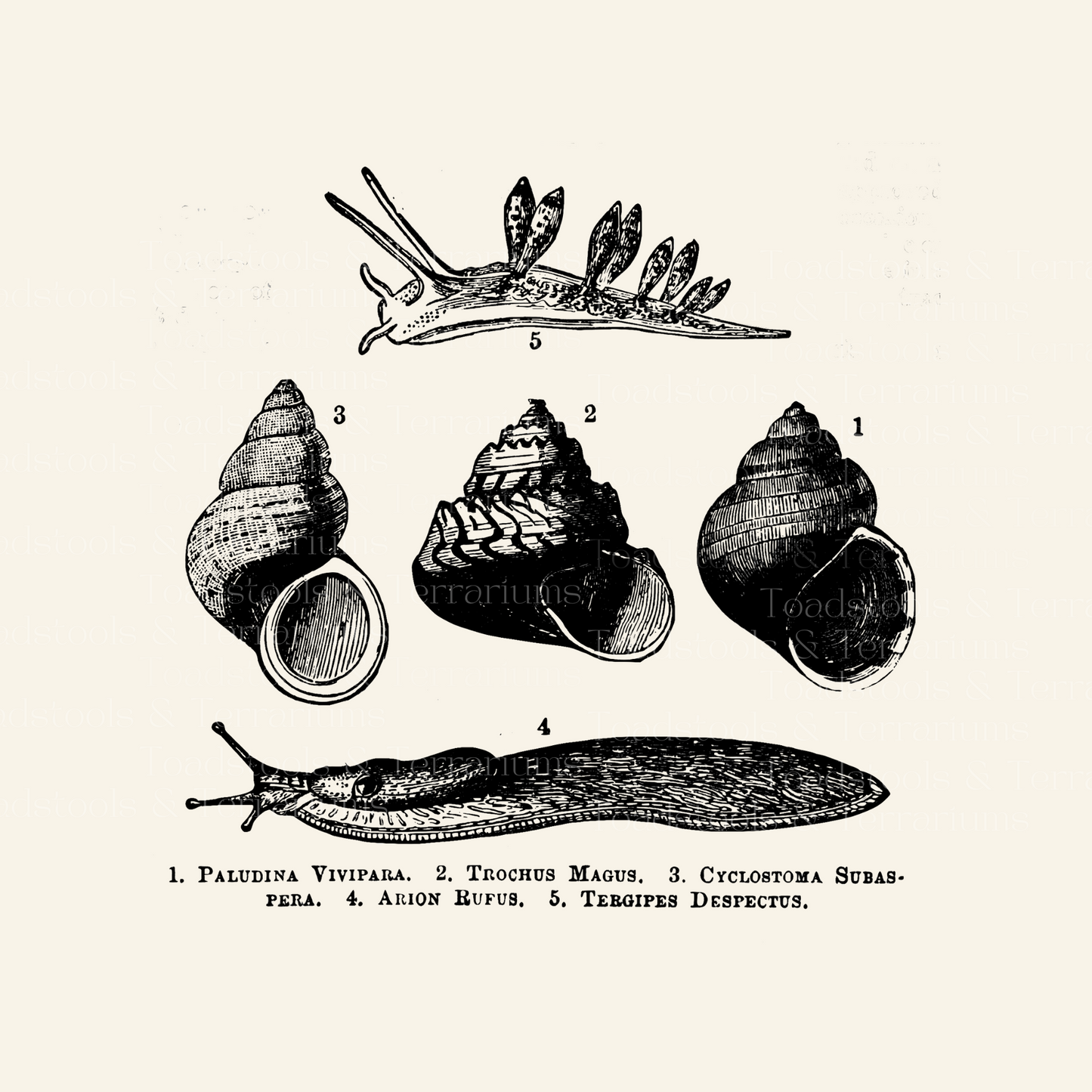 A collection of vintage snail illustrations from an old book, showing various diagrams and images of snails, including coiled and uncoiled forms, with labels providing scientific information.