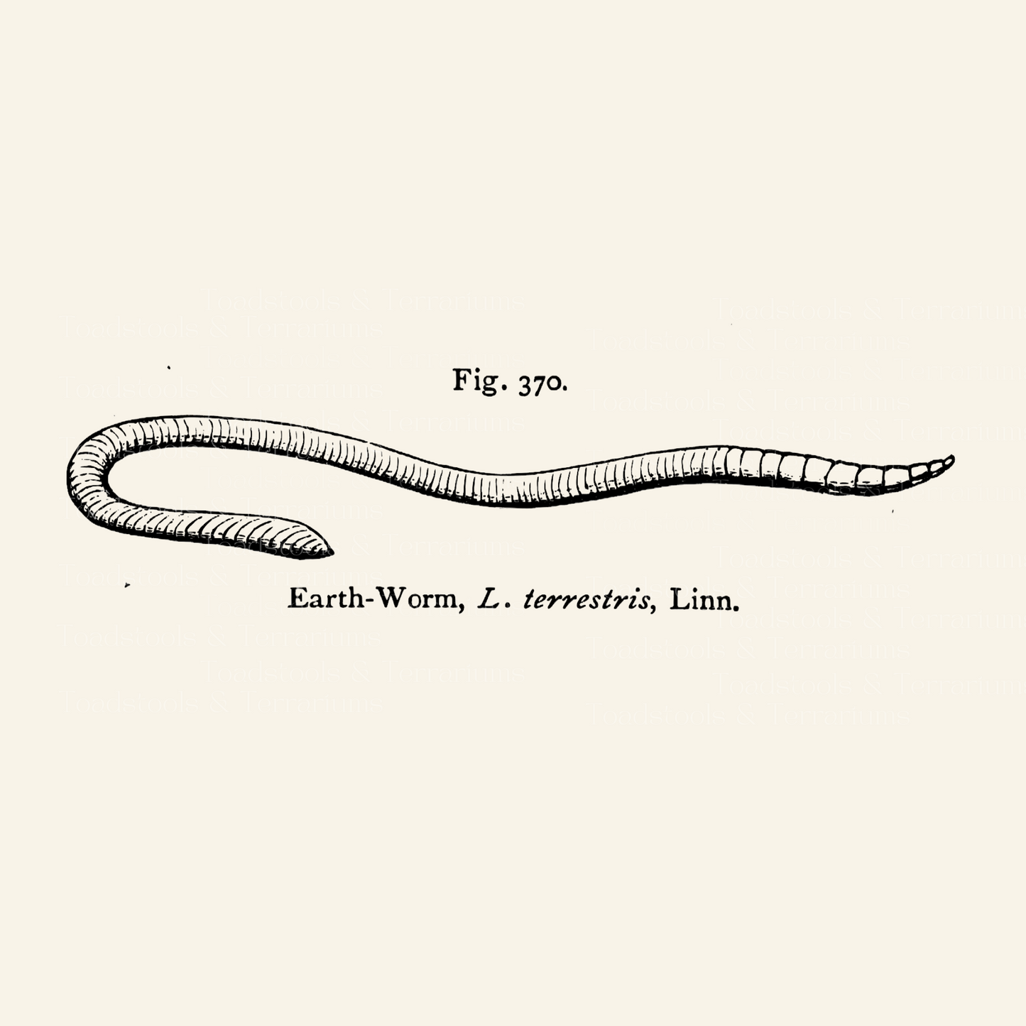 Simple black line drawing of a worm from a historical scientific book. Includes name and scientific name labels.