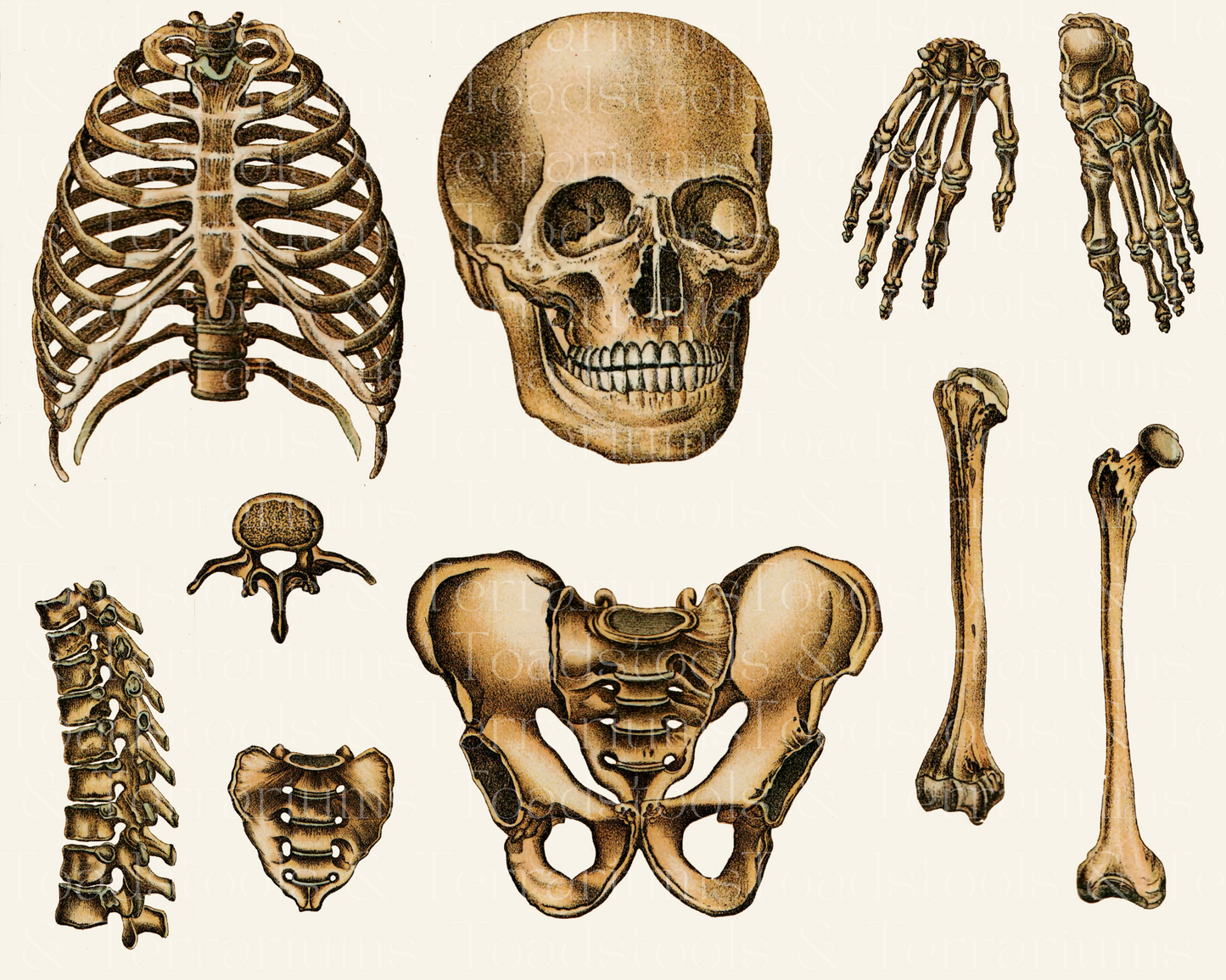 Vintage Skeletal Anatomy Colour Illustrations - from 1905 - DIGITAL DOWNLOAD for Scrapbooking and Crafts